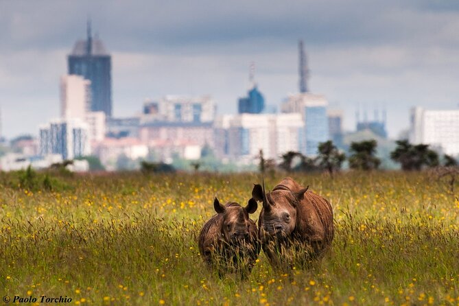 Half Day Nairobi National park - Small group comfort and transport