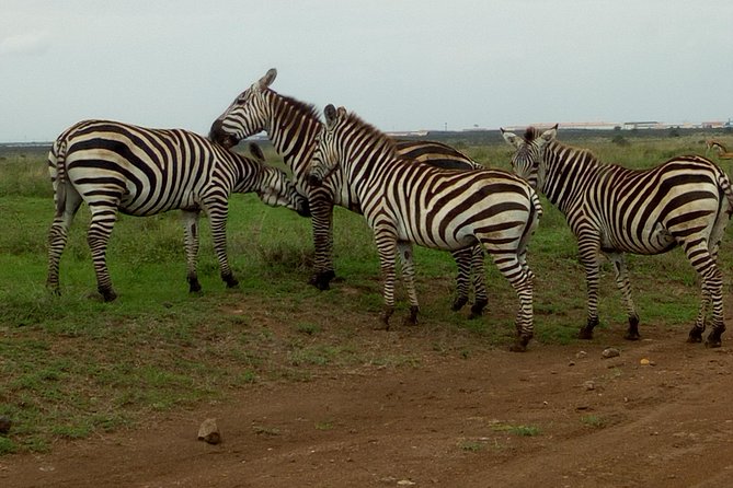 Half Day Nairobi National park - Practical advice for choosing your time
