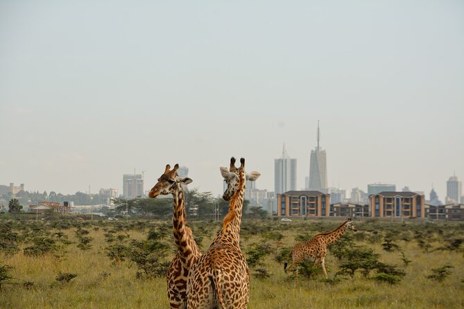Half-Day Nairobi National Park and Maasai Market with Pick up - A safari with Nairobi in the background