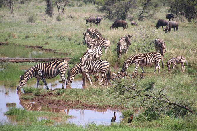 Half-Day Nairobi National Park and Maasai Market with Pick up - Why the early morning matters