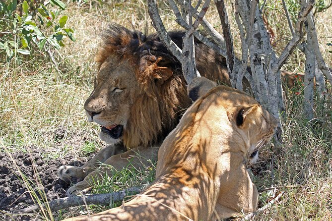 Half-Day Nairobi National Park Private Tour with admission - Kobe Tough Beads adds a useful cultural stop