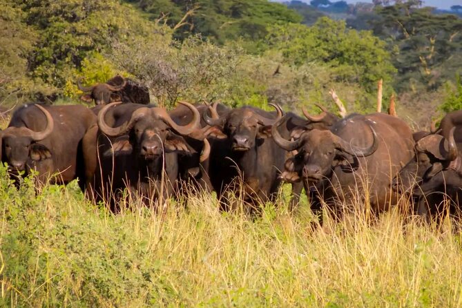 Half-Day Nairobi National Park Private Tour with admission - The private vehicle and guide make the difference