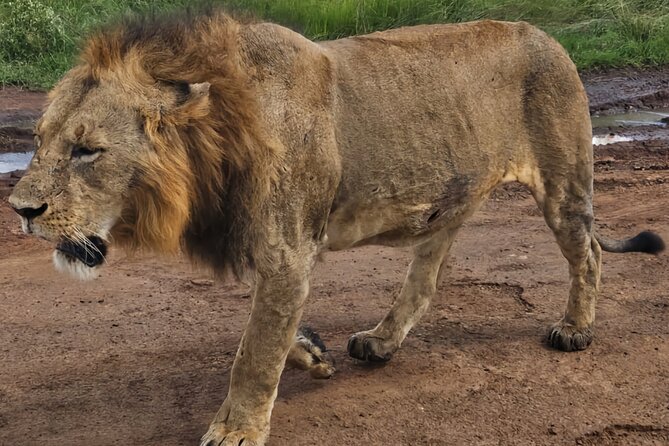 Half-Day Nairobi National Park Private Tour with admission - Who will get the most from this tour