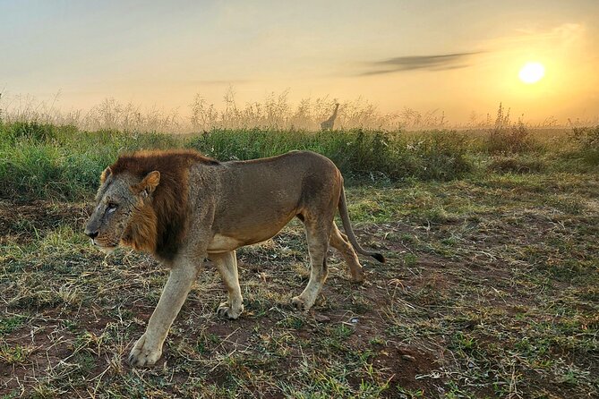 Half-Day Nairobi National Park Private Tour with admission - Should you book the Nairobi National Park tour?