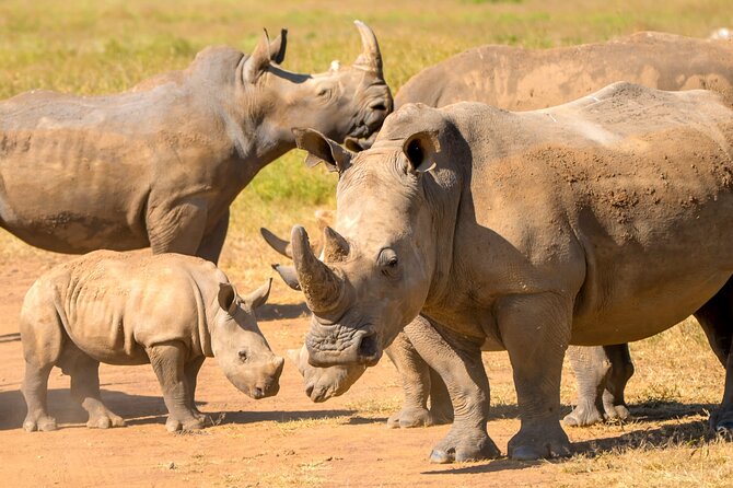 Half-Day Nairobi National Park Private Tour with admission - What the four-hour game drive feels like