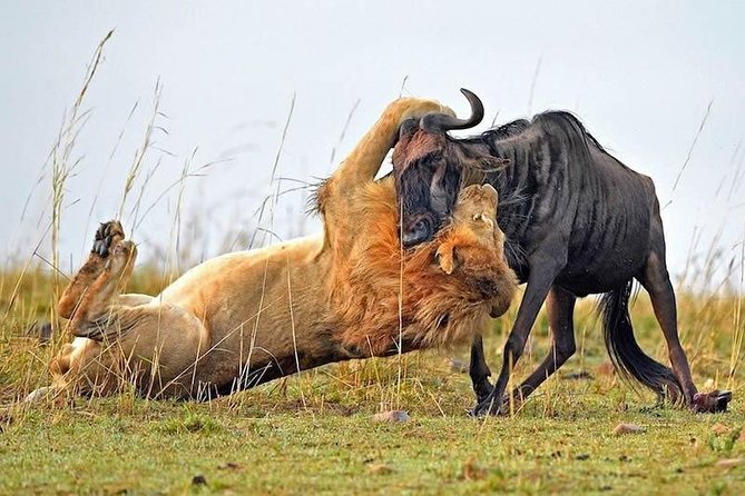 Half-Day Nairobi National Park Safari from Nairobi with Free Pickup - Why the guide can make or break the morning