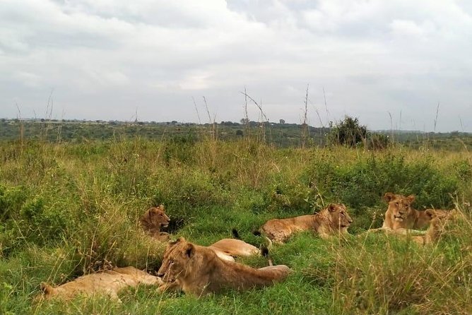 Half-Day Nairobi National Park Safari from Nairobi with Free Pickup - Shared van travel and the pickup question
