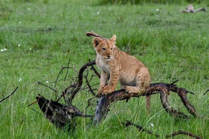Half-Day Nairobi National Park Safari from Nairobi with Free Pickup - When morning timing matters most