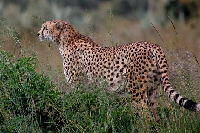 Half-Day Nairobi National Park Safari from Nairobi with Free Pickup - Comfort, safety, and what to bring