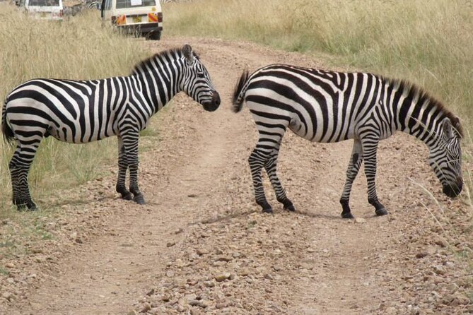 Half-Day Nairobi National Park Tour from Nairobi - Key points before you book