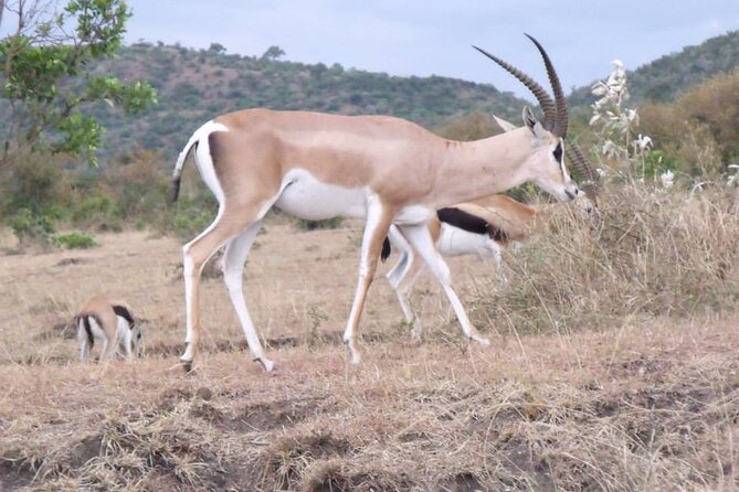 Half-Day Nairobi National Park Tour from Nairobi - Why Nairobi National Park makes a strong first safari