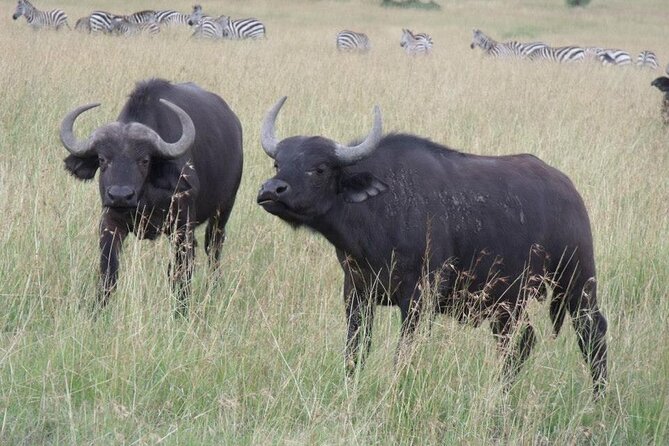 Half-Day Nairobi National Park Tour from Nairobi - The value of a skilled driver