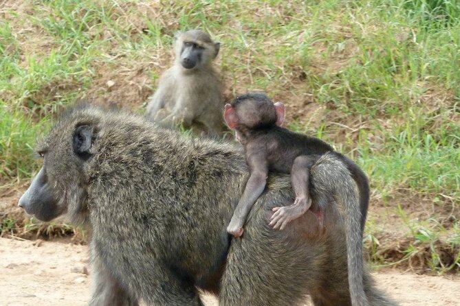 Half-Day Nairobi National Park Tour from Nairobi - Is $244 per person fair?