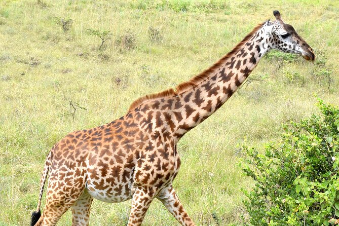 Half day Nairobi National Park Tour & Sheldrick Elephant Nursery - Three hours among Nairobi’s wild animals