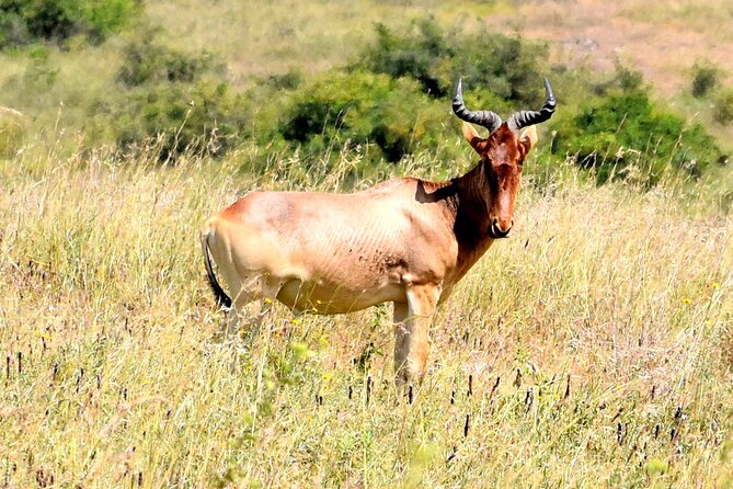 Half day Nairobi National Park Tour & Sheldrick Elephant Nursery - The 11:00 am Sheldrick nursery visit
