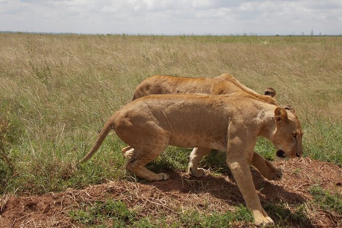 Half day Nairobi National Park Tour & Sheldrick Elephant Nursery - Leaving Nairobi at 6:00 am