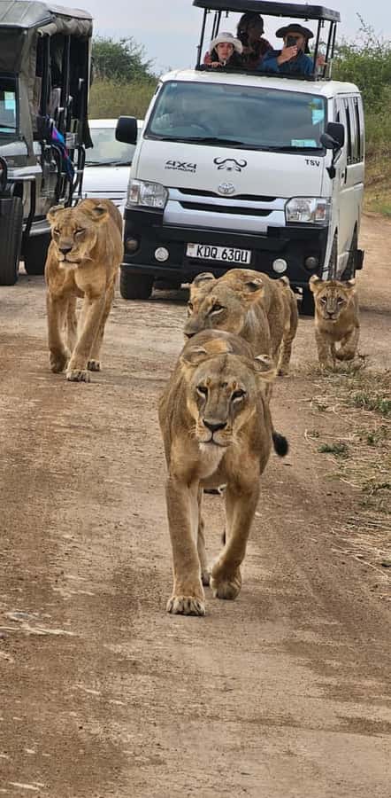 Half day Nairobi National Park with free pick up - Why Nairobi National Park makes a strong short safari