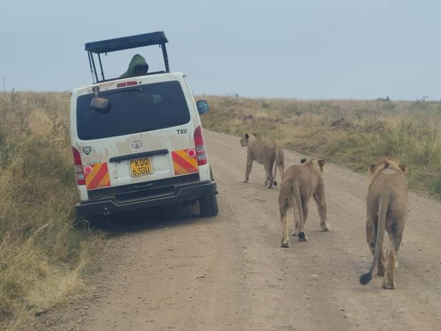 Half day Nairobi National Park with free pick up - Entering the park and beginning the game drive