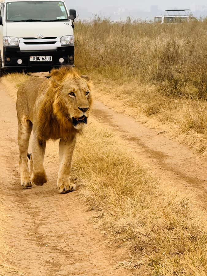 Half day Nairobi National Park with free pick up - Looking for rhinos, giraffes, and lions
