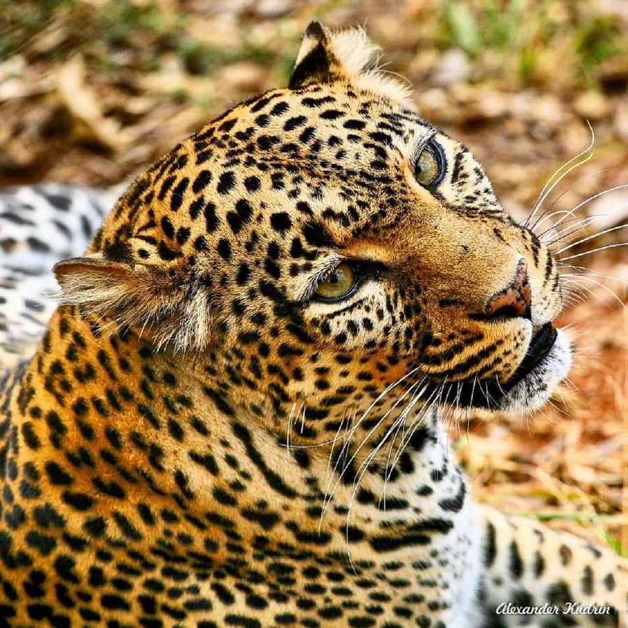 Half day Nairobi National Park with free pick up - The skyline viewpoint and the city beside the wild