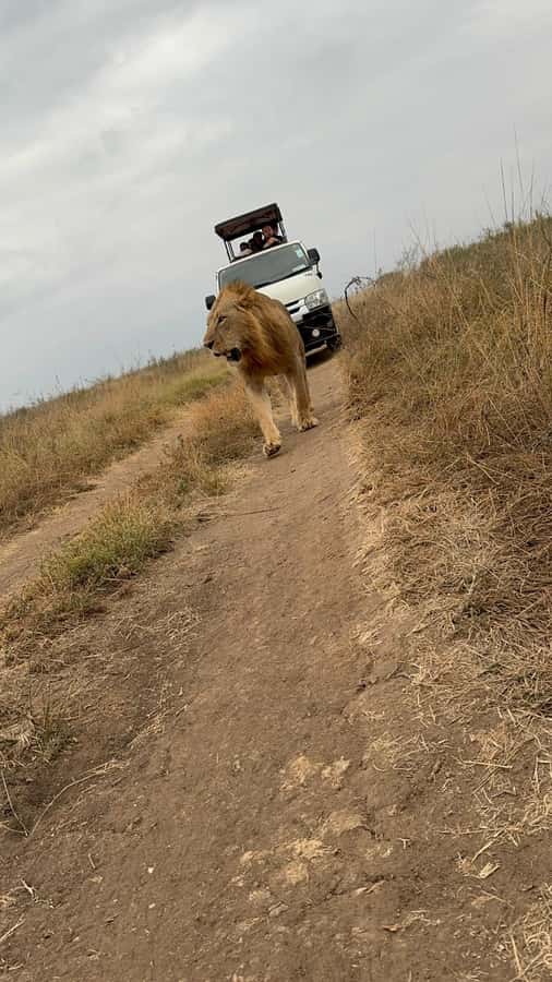 Half day Nairobi National Park with free pick up - What the $55 price really offers
