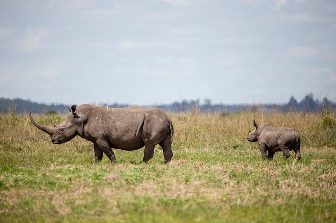Half-Day Private Guided Safari Tour to Nairobi National Park - What your 6:00 am morning looks like