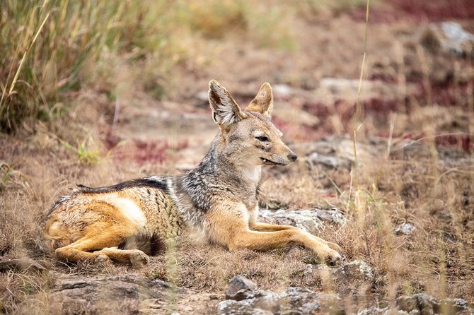 Half-Day Private Guided Safari Tour to Nairobi National Park - Animals you may see in a short drive