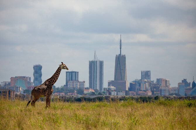 Half-Day Private Guided Safari Tour to Nairobi National Park - Inside the 4WD Land Cruiser