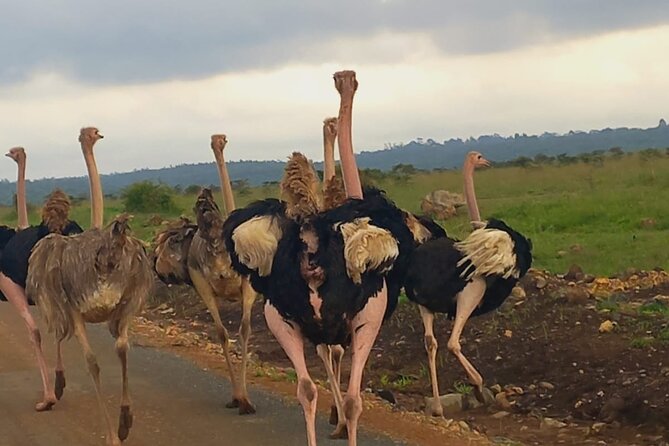 Half Day Private Tour in Nairobi National Park with Admission - The ivory burning site and Kenya’s conservation story