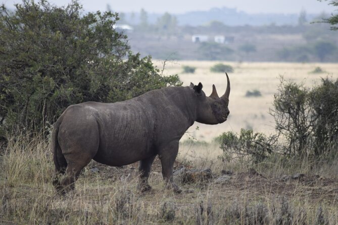 Half Day Private Tour in Nairobi National Park with Admission - What the private format changes
