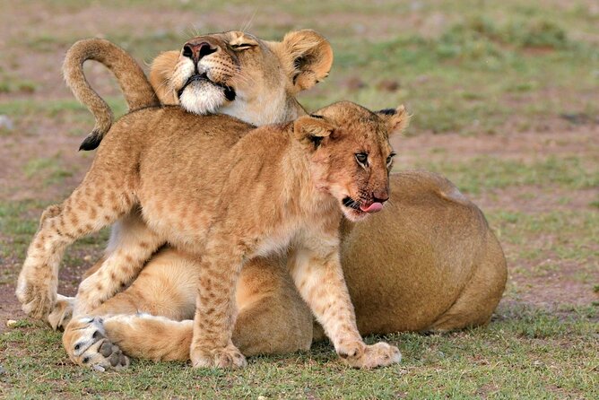 Half Day Safari at Nairobi National Park - Key Points Before You Book