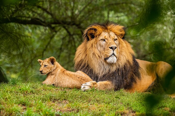 Half Day Safari at Nairobi National Park - Nairobi’s Wild Morning, Close to the City