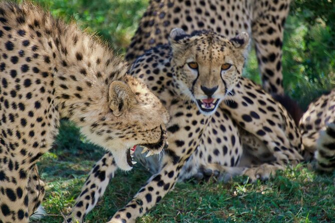Half Day Safari at Nairobi National Park - Searching for Lions, Rhinos, and Other Wildlife