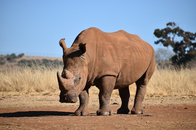 Half Day Safari at Nairobi National Park - What the $40 Price Really Covers