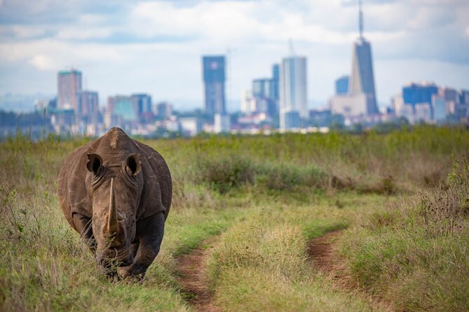 Half Day Safari at Nairobi National Park - Transport, Comfort, and Timing