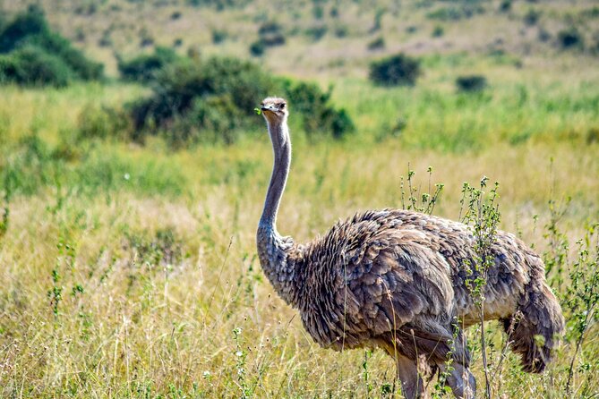Half Day Safari at Nairobi National Park - How to Get More From Four Hours