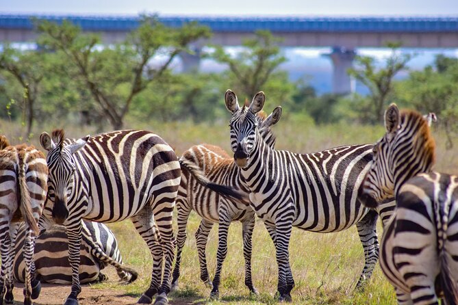 Half Day Safari at Nairobi National Park - Why the Sunrise Start Matters