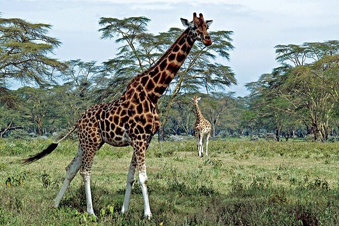 Half Day Sunrise Game - Drive of National Park Tour From Nairobi - The Park’s Unusual City Edge