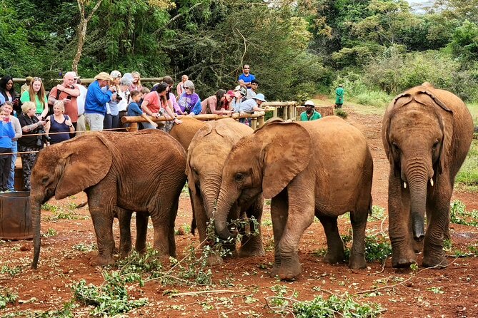 Half day tour to Elephant orphanage & Giraffe Centre Nairobi - Two Nairobi wildlife stops in one morning