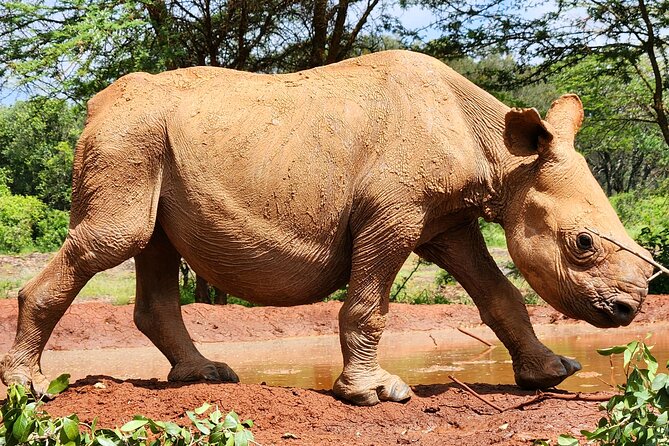 Half day tour to Elephant orphanage & Giraffe Centre Nairobi - Meeting Rothschild giraffes at the Giraffe Centre