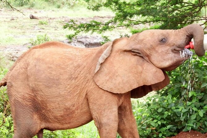 Half day tour to Elephant orphanage & Giraffe Centre Nairobi - Optional Karen Blixen Museum and Nairobi National Park time