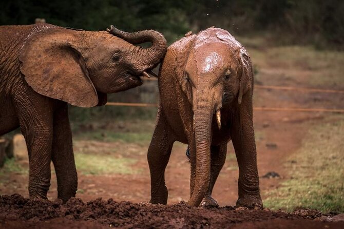 Half day tour to Elephant orphanage & Giraffe Centre Nairobi - What your guide adds, and what the guide may not do