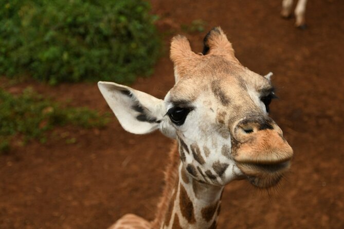 Half day tour to Elephant orphanage & Giraffe Centre Nairobi - Is $95 a fair price?