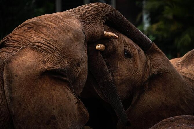 Half day tour to Elephant orphanage & Giraffe Centre Nairobi - Practical advice for a smoother morning