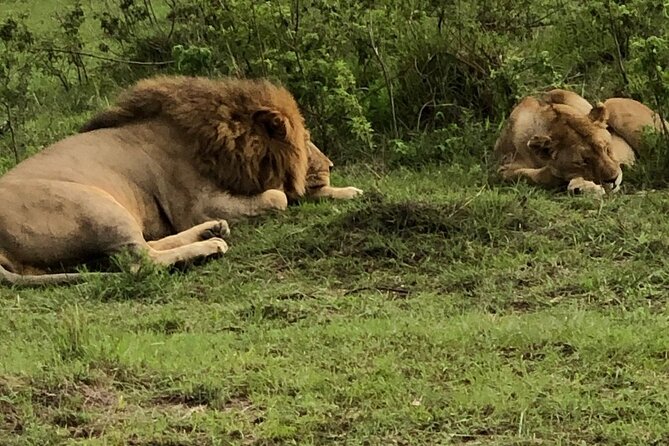 Half Day Tour To Nairobi National Park and Giraffe Center - The Three-Hour Game Drive and Pop-Up Roof