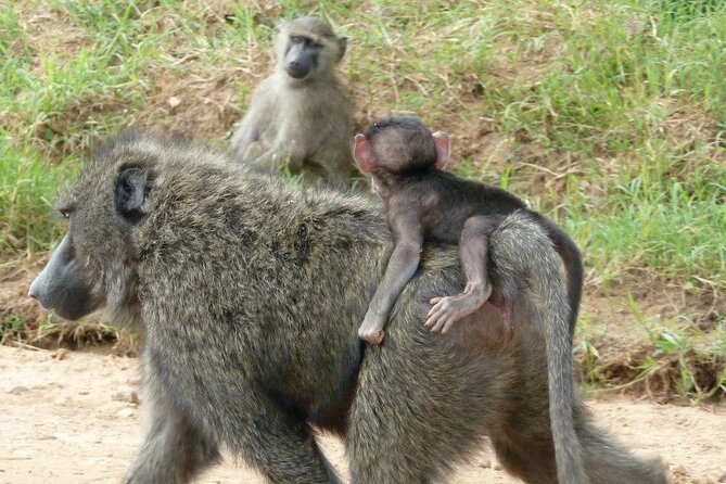 Half Day Tour To Nairobi National Park and Giraffe Center - Guide Quality and What to Ask For