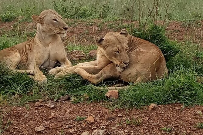 Half Day Tour To Nairobi National Park and Giraffe Center - What You Learn at the Giraffe Centre