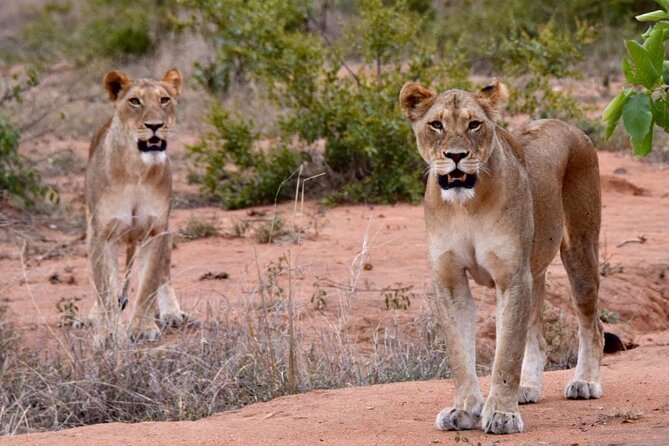 Half day wildlife tour to Nairobi National Park Game Drive with Pickup/Drop off - Key points before you book