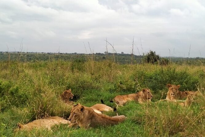 Half day wildlife tour to Nairobi National Park Game Drive with Pickup/Drop off - Nairobi National Park, safari country beside the city