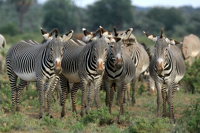 Half day wildlife tour to Nairobi National Park Game Drive with Pickup/Drop off - The open-roof 4WD van makes a difference